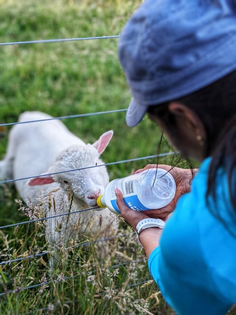 Feeding Sheep at Kinloch Framstay, Kinloch, Taupo, New Zealand
