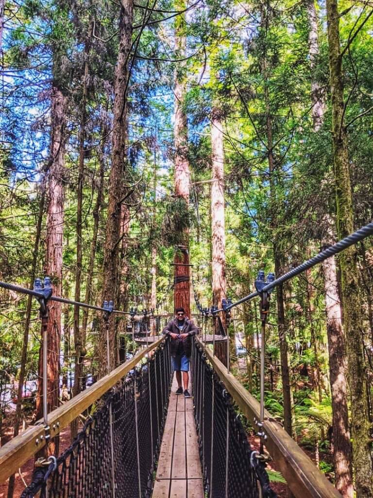 Redwoods Treewalk, Rotorua, New Zealand