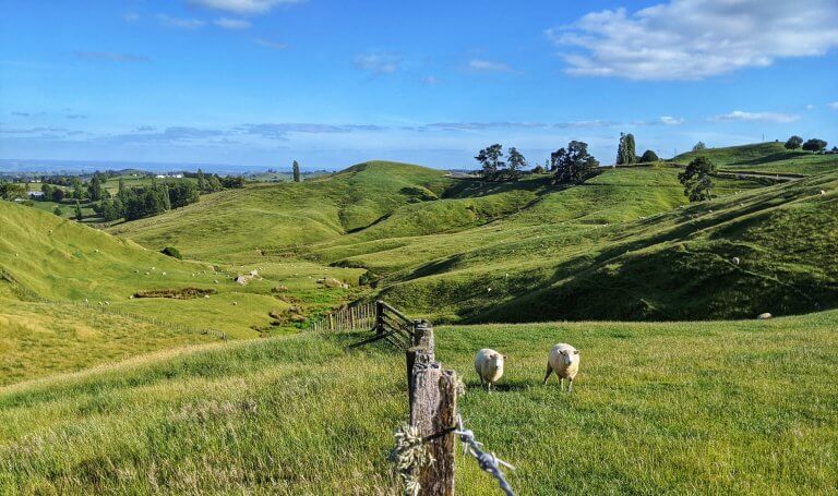 Sheep on Rolling Green Hills in Matamata New Zealand