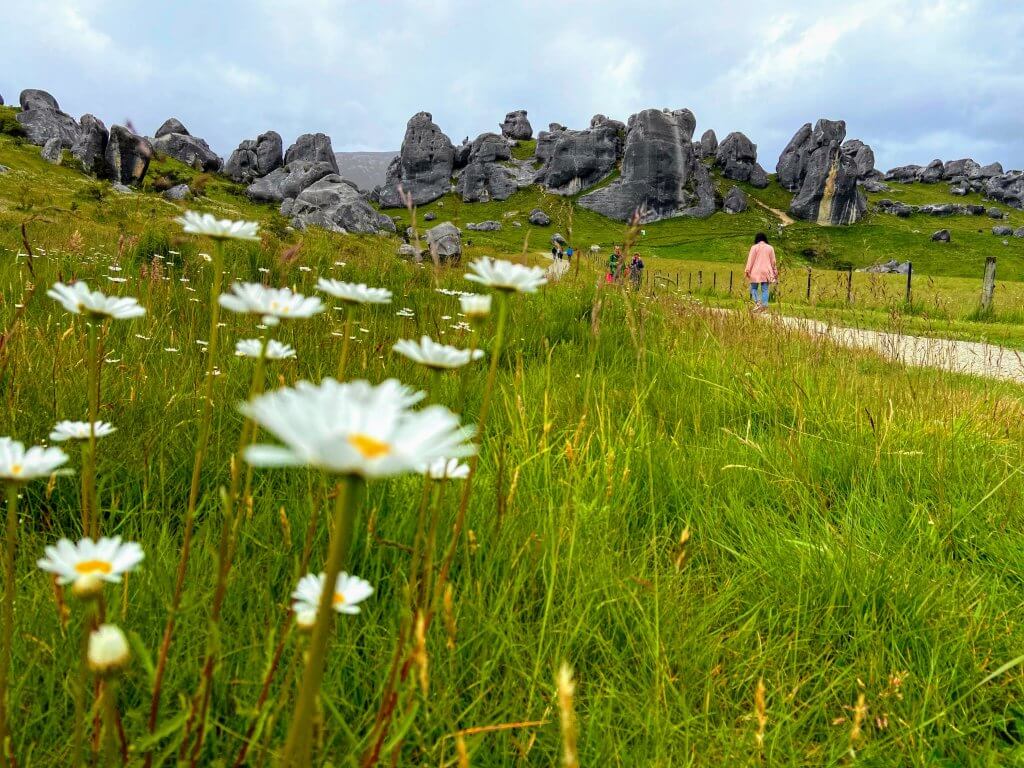 Monolithic Stones and White Flowers at Castle Hill, New Zealand
