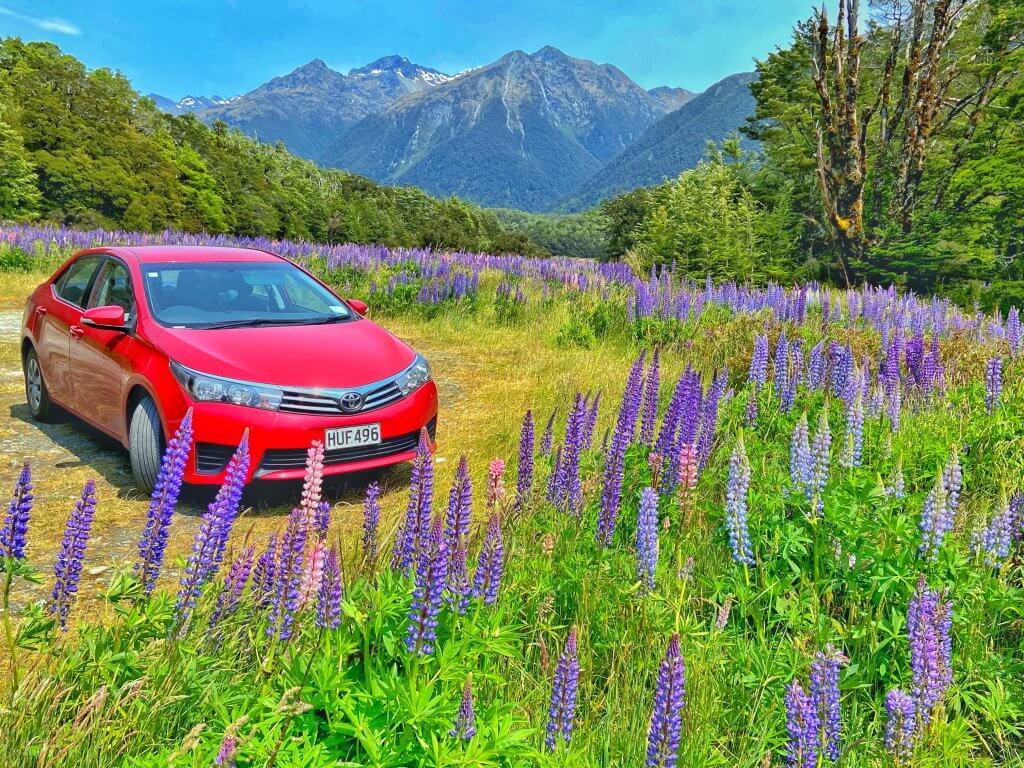 Red car parked between lupins at a midway stop on Milford Road