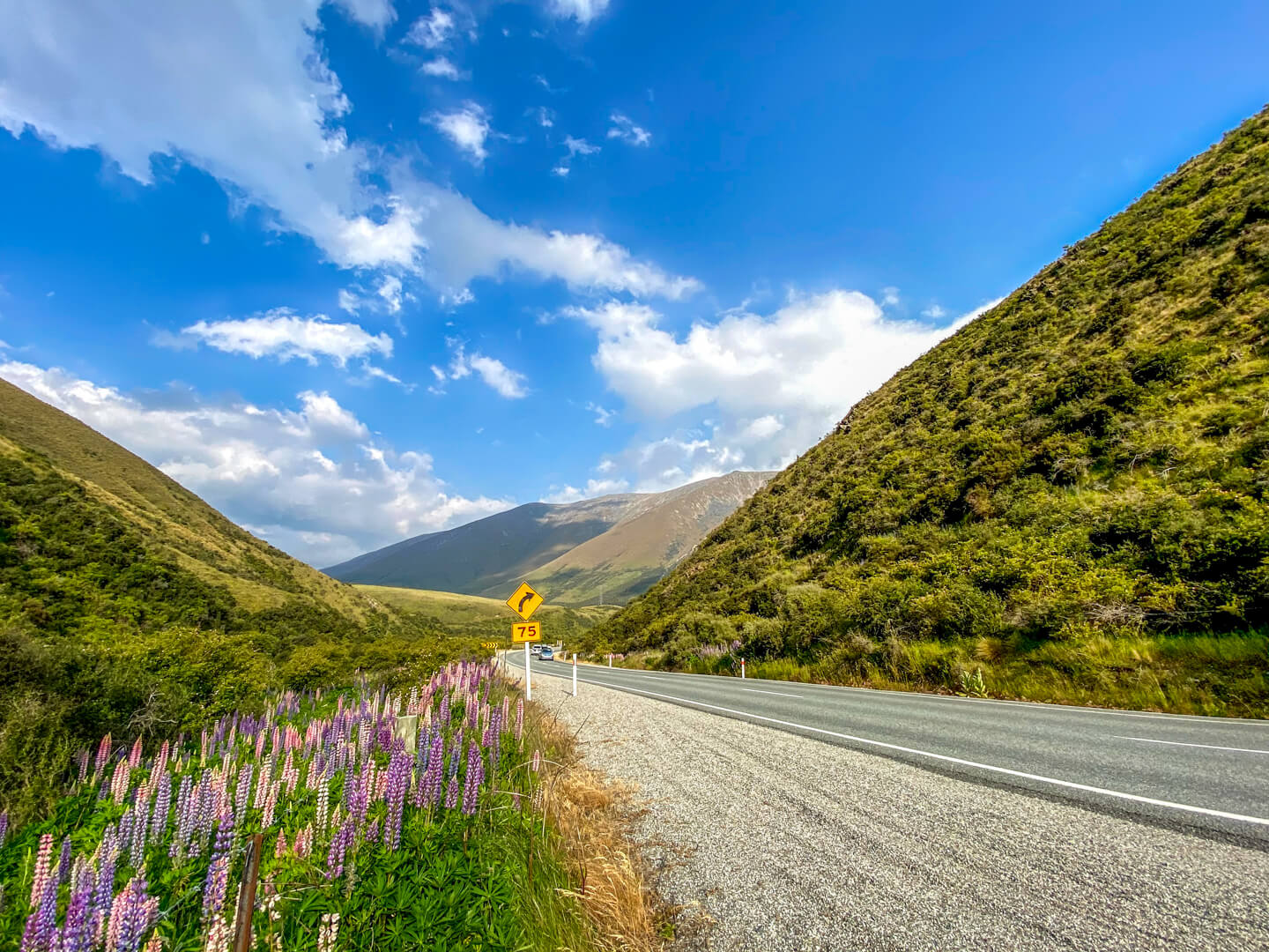 Lupins on the drive to Christchurch on New Zealand Road Trip through South Island