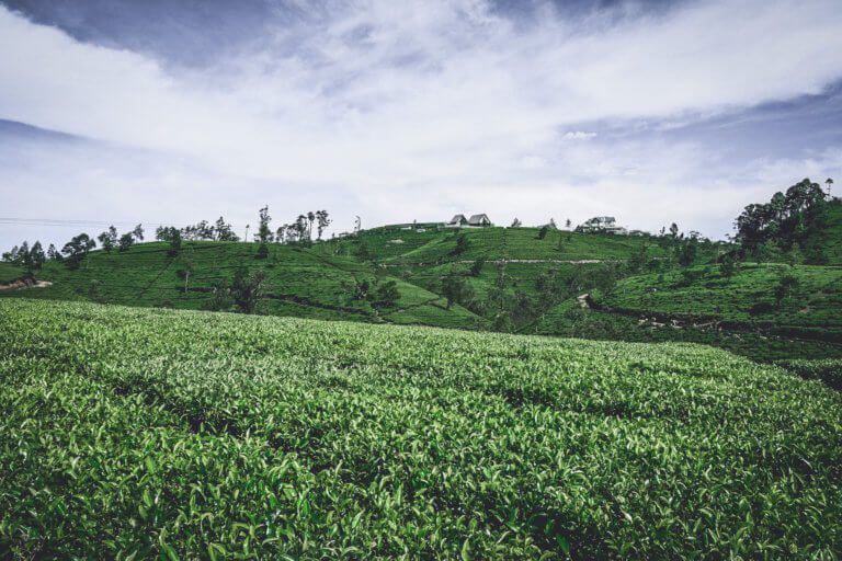 Tea Fields in Nuwara Eliya