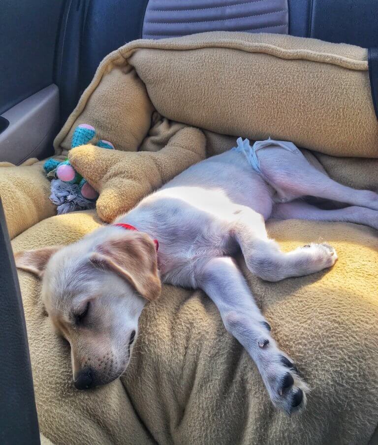 Floyd sleeping in the car on a long road trip with a dog