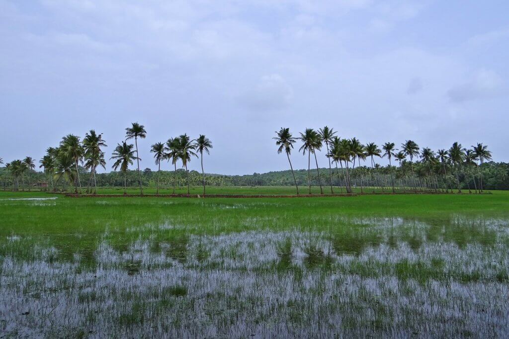 pasture, low-land, buffaloes, Monsoon may not be the best time to visit Goa due to flooding