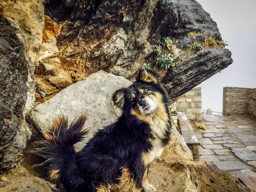 Cute Mountain Dog on the Tiger's Nest Hike