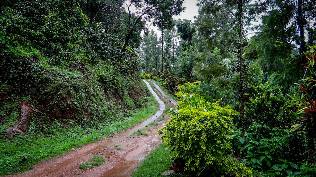 The Estates of Coorg: Places to visit in the monsoon in india