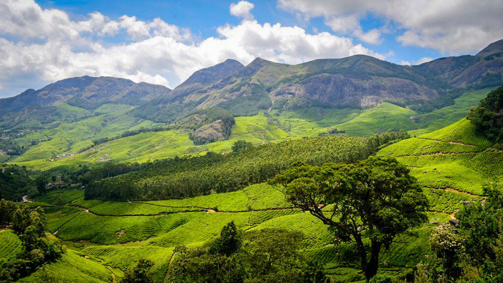 Tea Fields in Munnar - One of the best places to visit in summer in South India