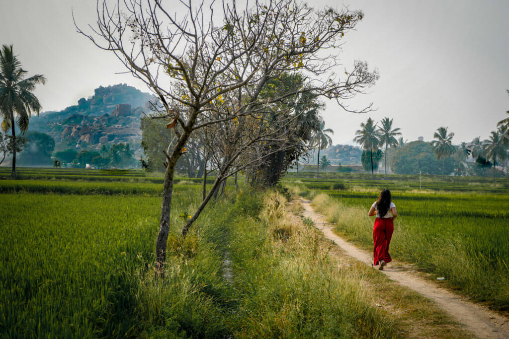 Paddy fields around Hampi