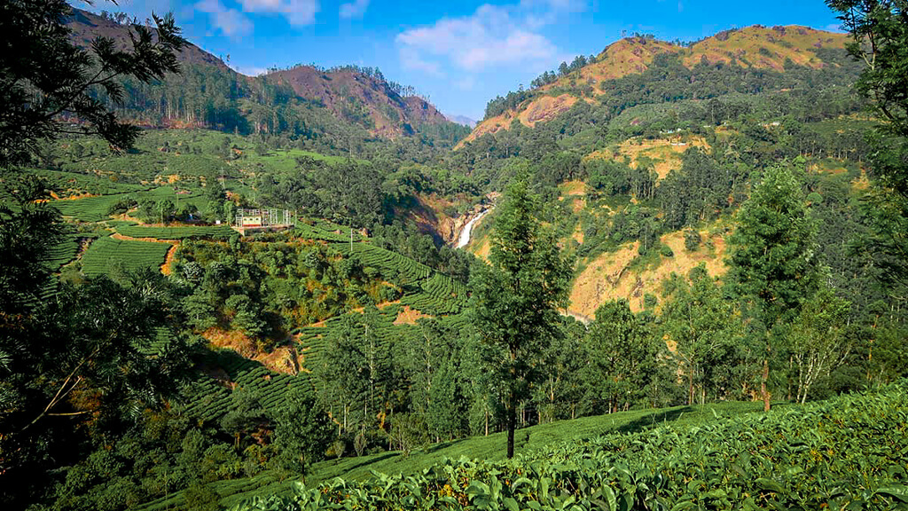 Munnar's tea fields are one of the best places to visit in monsoon in India