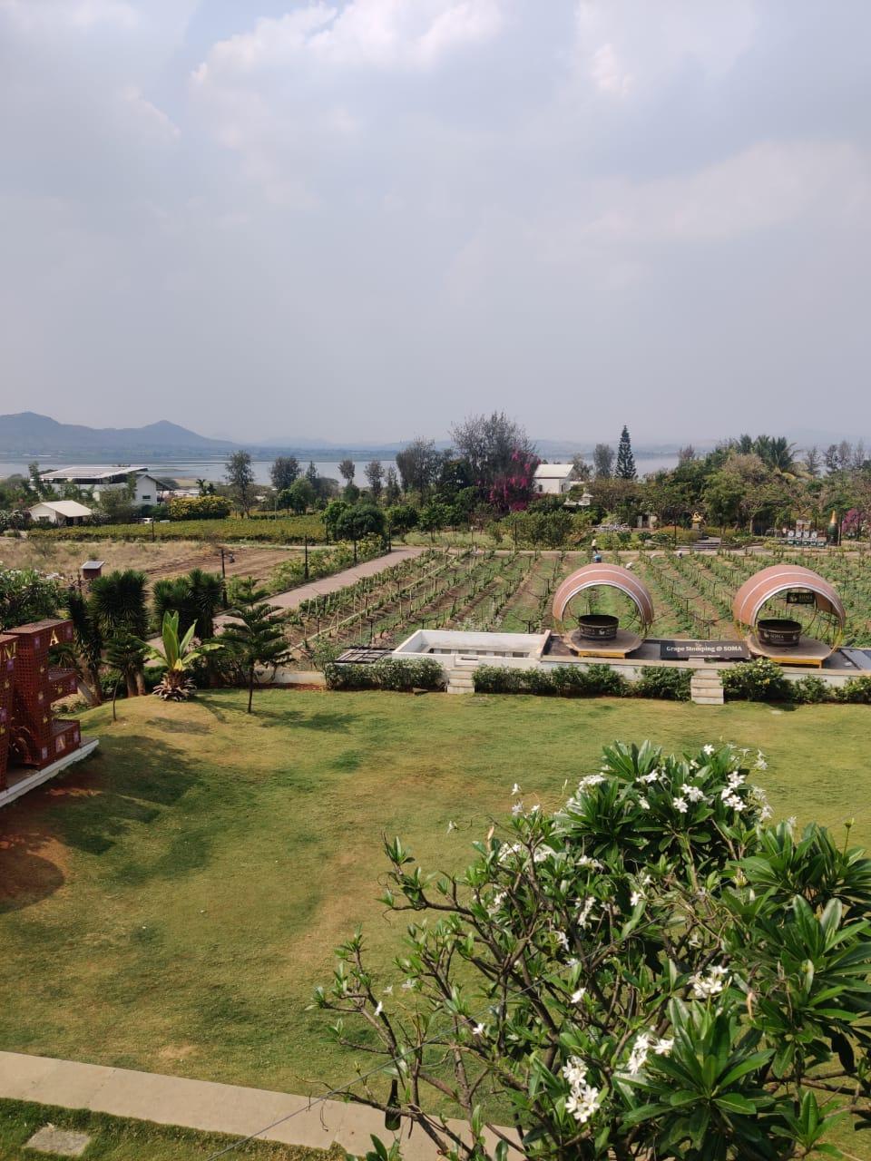 Vineyard view in Soma Vine Village - a fantastic getaway from Pune and Mumbai