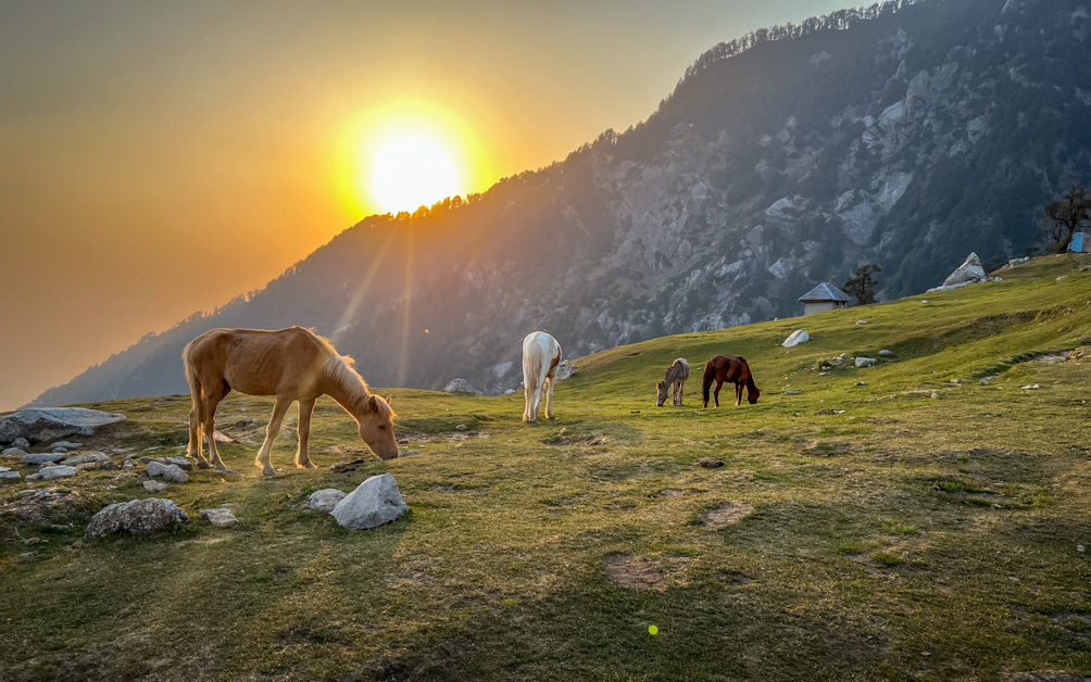 Triund top at sunset - the best part camping at Triund