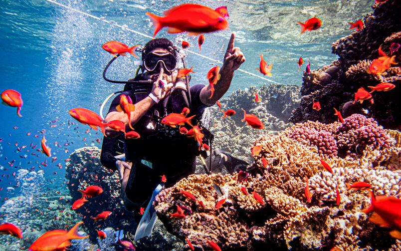 Diving in the Red Sea at Ras Mohammed National Park, Sharm El Sheikh