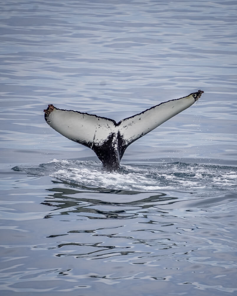 10-Day Iceland Itinerary: An Unforgettable Road Trip 55 The fluke of a humpback whale