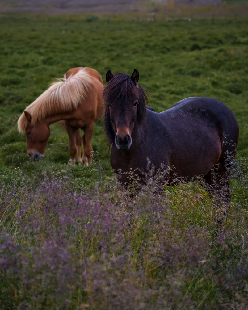 10-Day Iceland Itinerary: An Unforgettable Road Trip 4 Majestic Icelandic horses