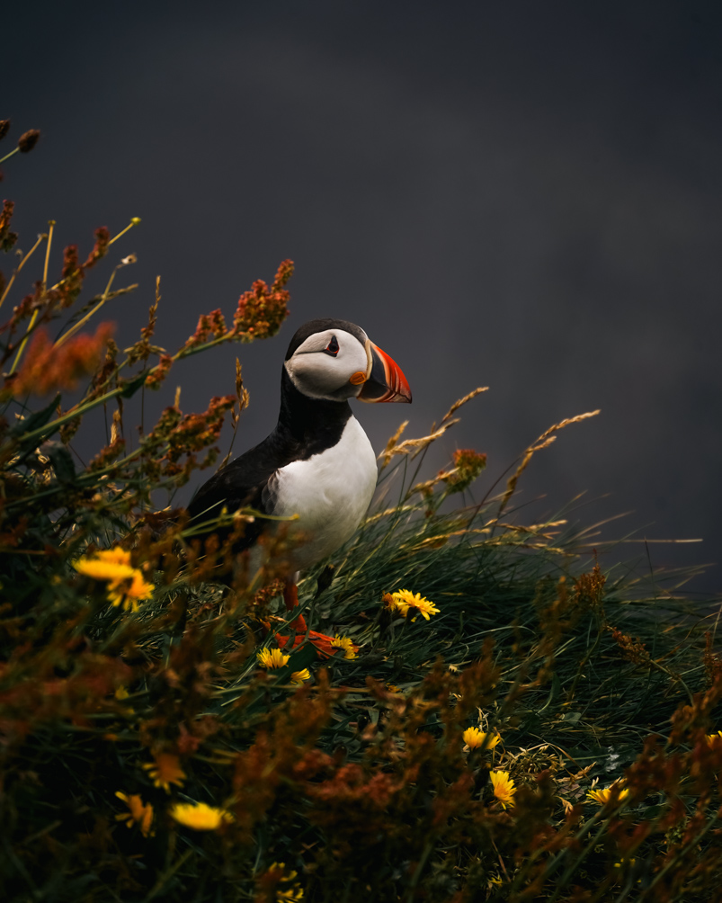 10-Day Iceland Itinerary: An Unforgettable Road Trip 26 A cute puffin at Dyrholaey