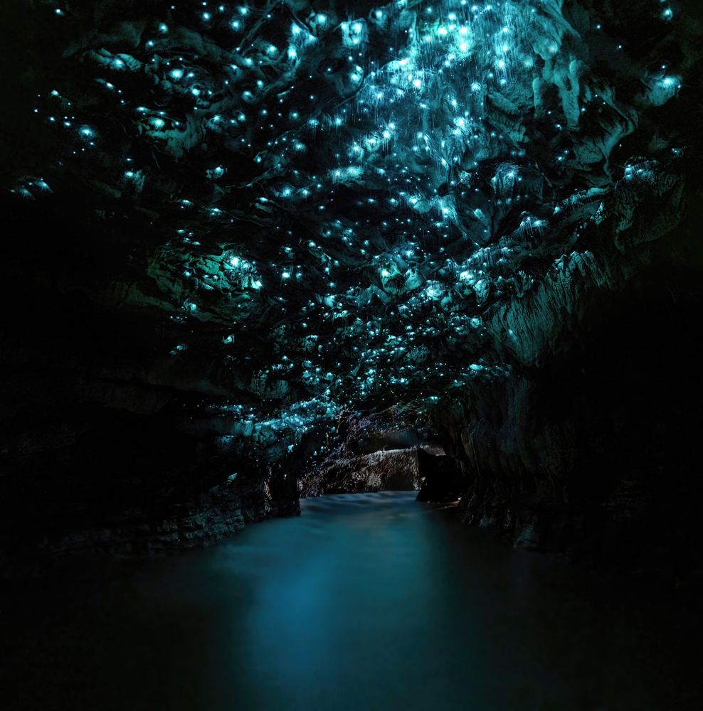 Glowworms in Waitomo Glowworm Caves, New Zealand North Island. 