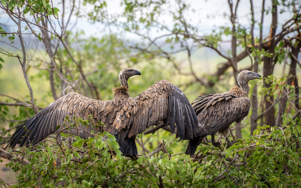 The Perfect 3 Days Victoria Falls Itinerary and Guide 17 Two vultures perched on tree branches at the Victoria Falls Lodge Hotel vulture culture experience, one with wings spread wide while the other looks out to the side. The lush greenery and distant blurred background suggest a natural habitat.