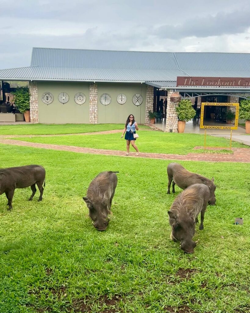 The Perfect 3 Days Victoria Falls Itinerary and Guide 4 Warthogs outside the lookout cafe