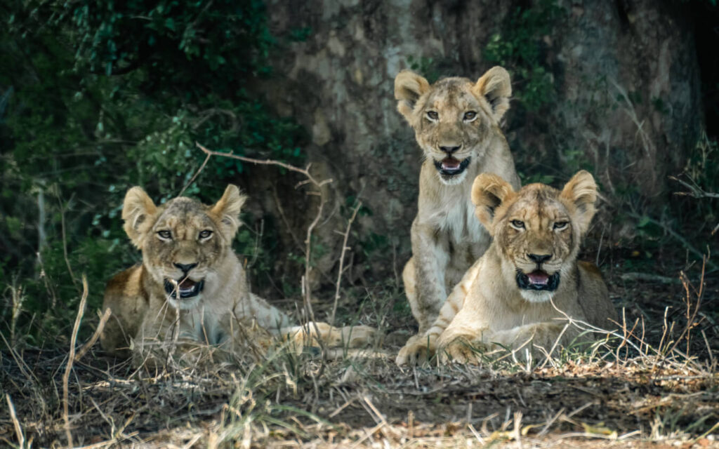 Three young lions rest in the shade, one lying down and the other sitting upright, staring directly at the camera. A thrilling moment for any self-drive safari visitor in Kruger National Park.