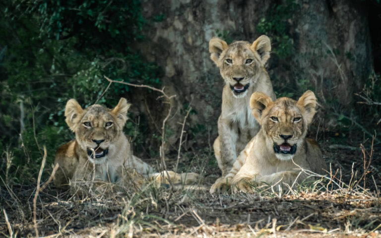 Three young lions rest in the shade, one lying down and the other sitting upright, staring directly at the camera. A thrilling moment for any self-drive safari visitor in Kruger National Park.