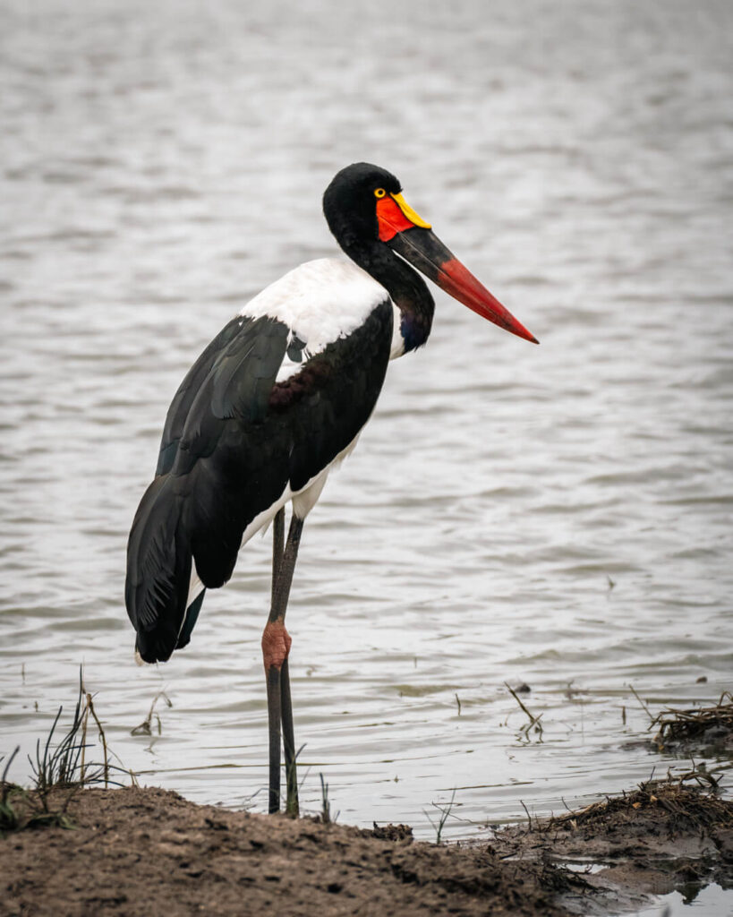 Kruger National Park Itinerary: Plan a Trip for Any Budget 19 A bird with a colourful beak at a watering hole in Kruger National Park.