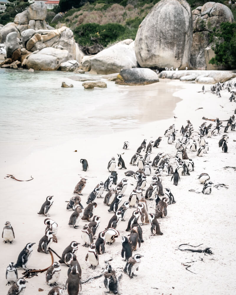 A colony of African penguins gathered on the sandy Foxy beach, surrounded by large rocks and gentle waves.