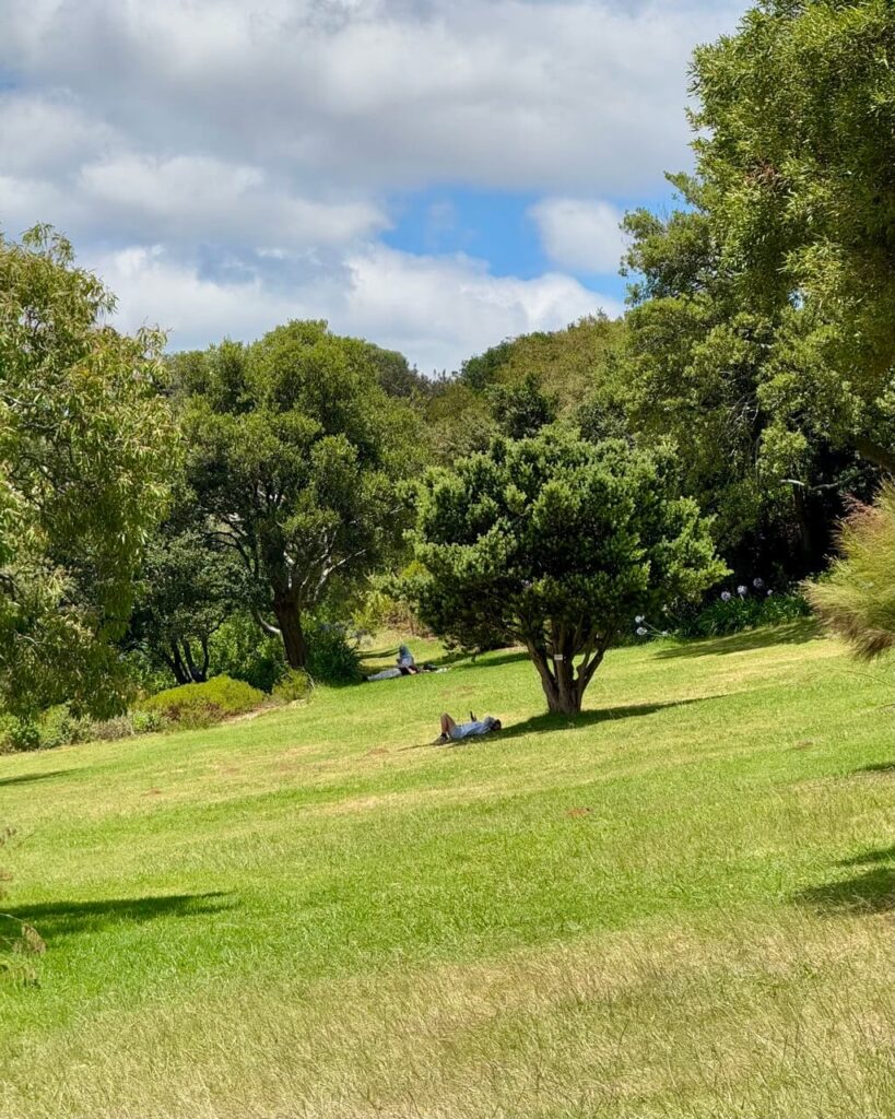 A sunny park at Kirstenbosch Botanical Gardens featuring green grass and trees, where people relax on the ground under a partly cloudy sky.