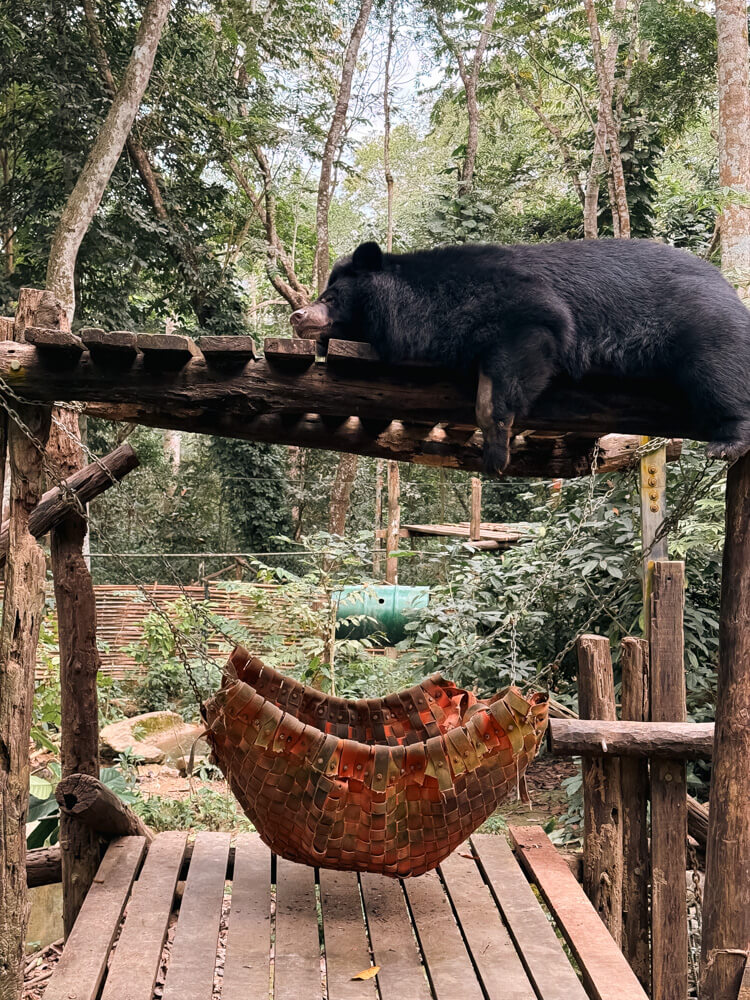 The Only Laos Itinerary You Need for 1 Week in Laos 23 An Asiatic bear sleeping on a wooden platform with a hammock below