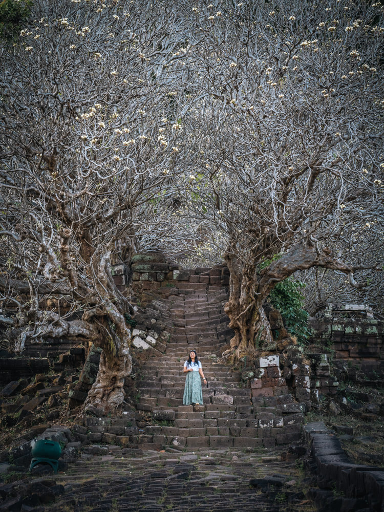 Is Pakse Worth Visiting? 7 Reasons to Go & 3 to Skip It 14 A girl standing infront a massive tree