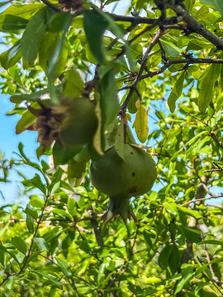 Day Trip to Mostar from Split or Dubrovnik (How to Plan It) 11 A green pomegranate hanging on a tree