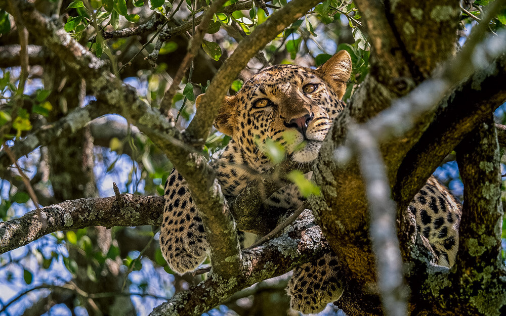 A leopard sitting in the tree branches in Kenya's Masai Mara- one of the best wildlife safari in Africa