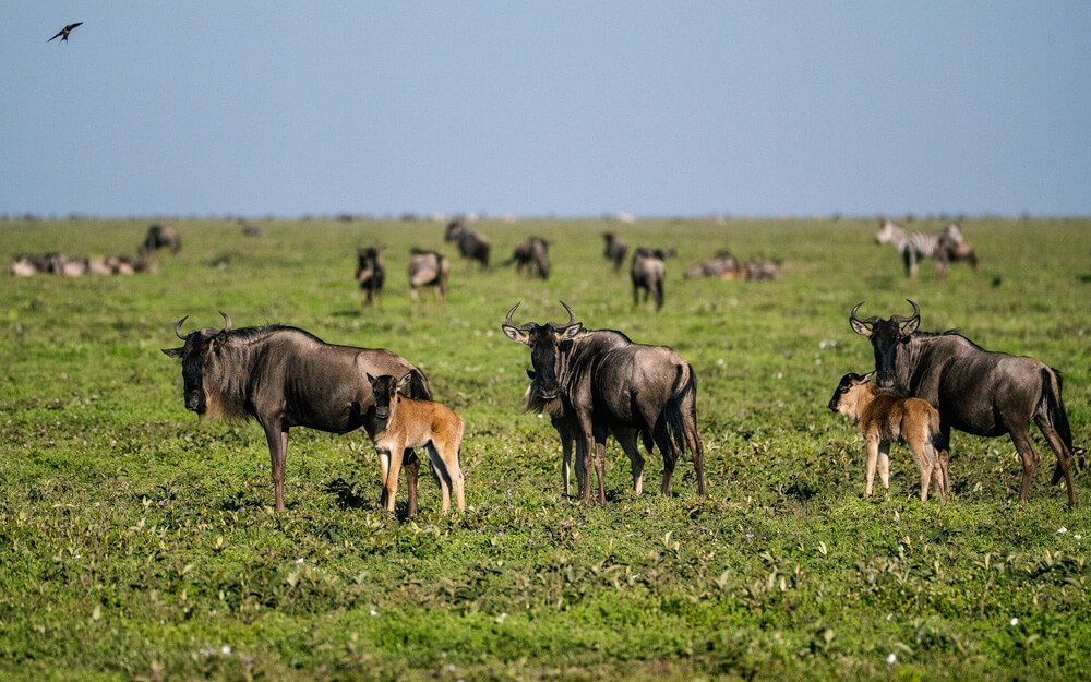 The famous wildebeest with their calves in Serengeti's vast plains in Tanzania