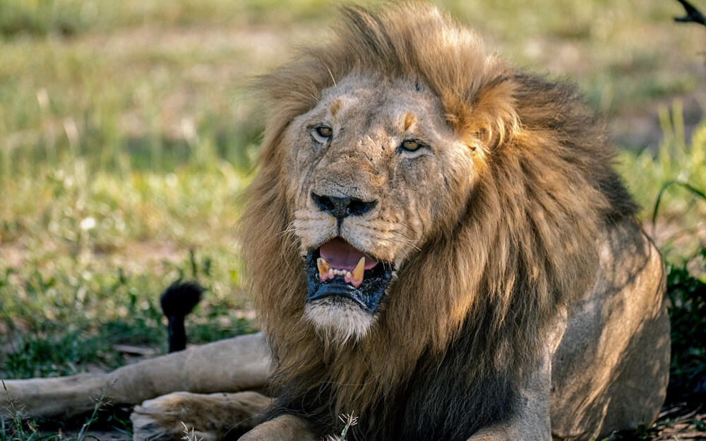 A close-up of a majestic lion with his mouth hanging open and sharp teeth visible  in Kruger 