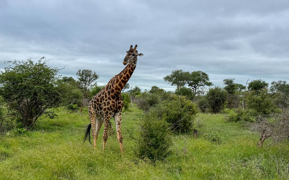 A giraffe in Kruger's dense greenery