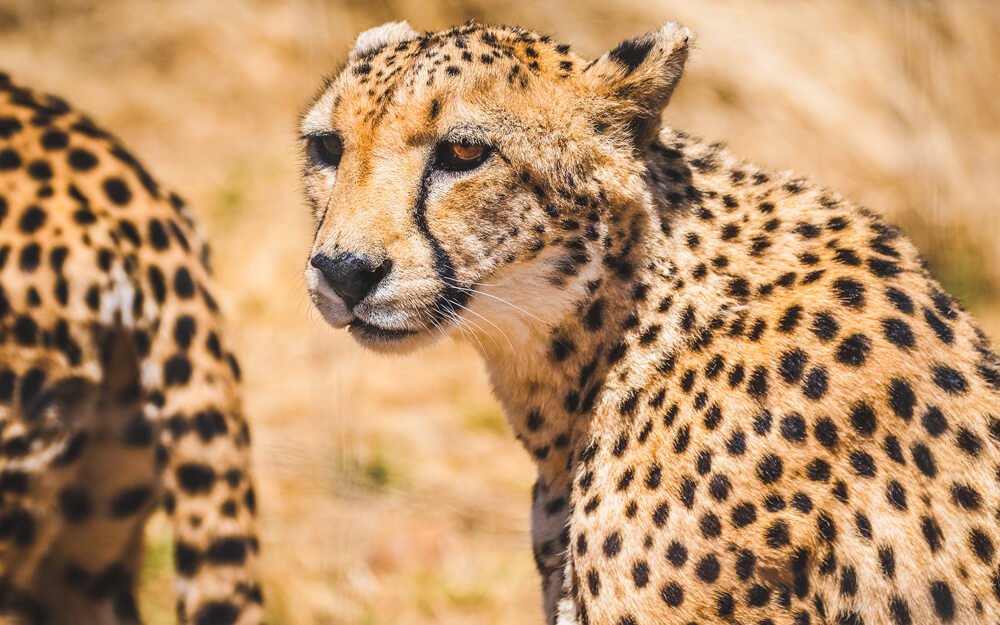 A close-up photo of a cheetah in the famous African Safari destination- Etosha in Namibia