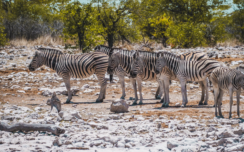 Zebras standing on white chalky ground in Etosha