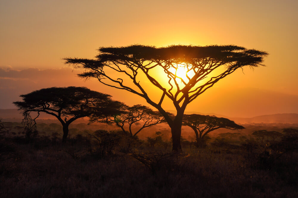 A stunning orange sunset behind Acacia Trees in Serengeti, Tazanzia