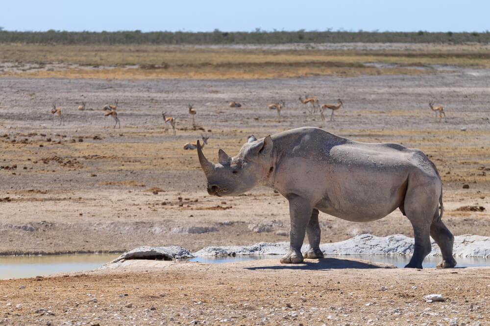 The elusive Black Rhino in Etosha's desert landscape with deer in the background
