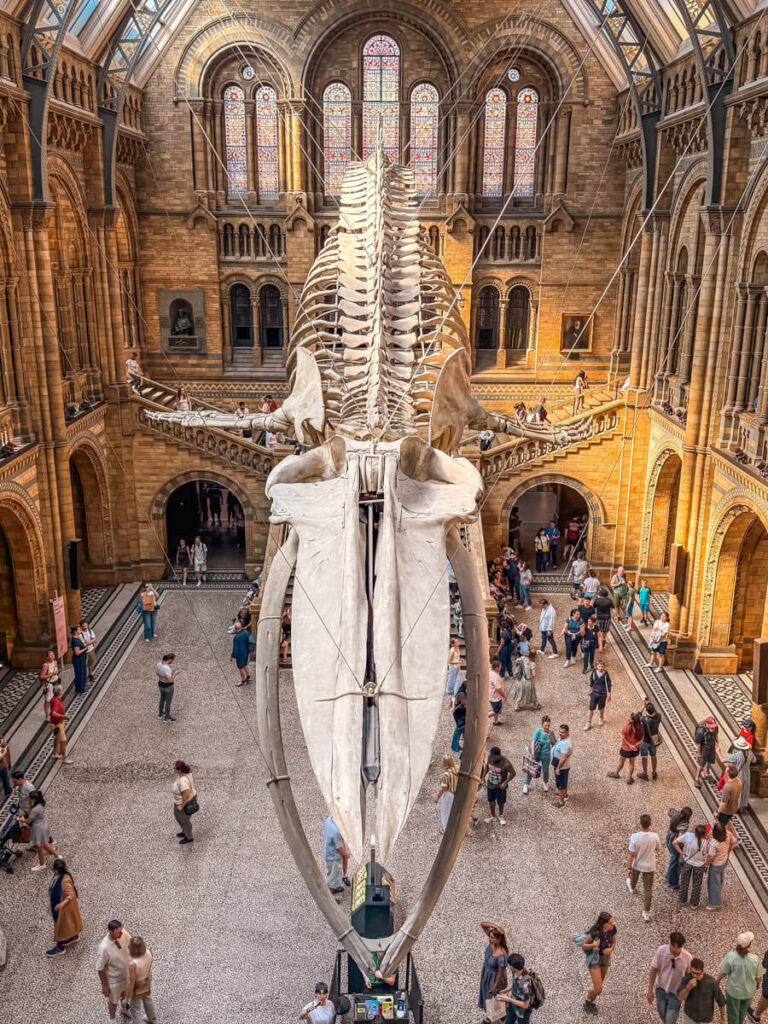 4-Day London Itinerary: Best of London + Easy Walking Routes 23 A blue whale skeleton hangs from the ceiling of Hintze Hall in the Natural History Museum, one of the best free things to do in London, as visitors walk through the grand stone hall below.