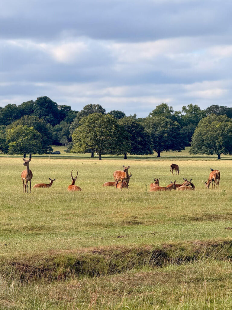 A small herd of deer resting and grazing in an open grassy field in Richmond Park in London, with a line of trees along the horizon.